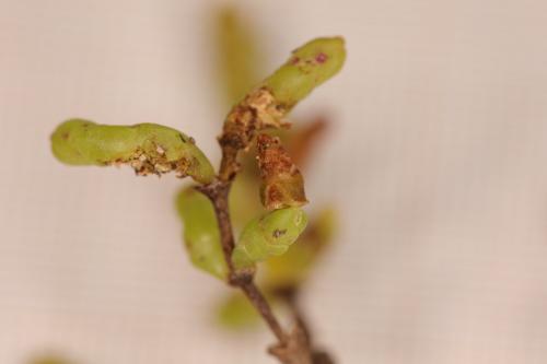 Réf. 290 883 : Coleophora salicorniae